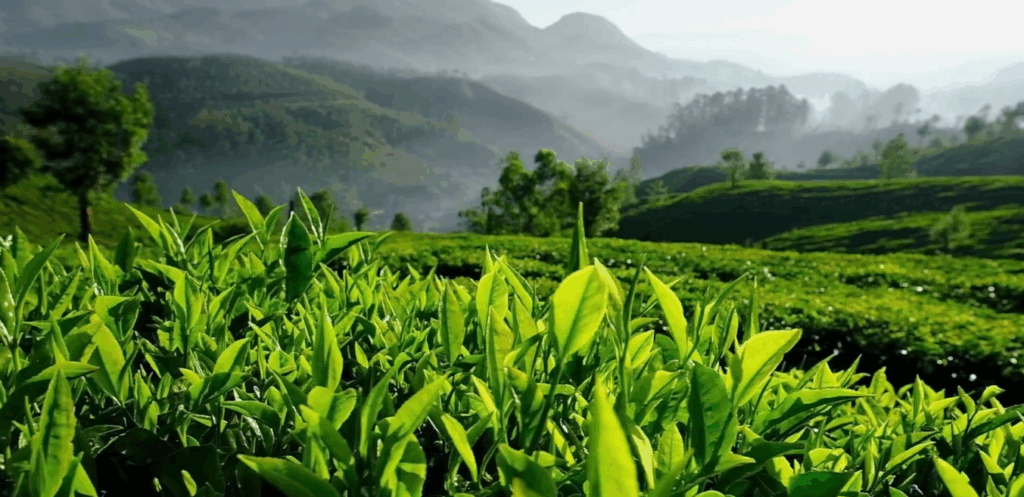 Digital marketing company in India